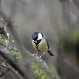 Great tit (Parus major), female