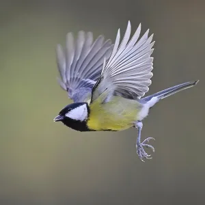 Great Tit (Parus major), in flight