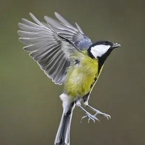 Great Tit (Parus major), in flight
