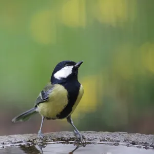 Great tit (Parus major), male, colorful