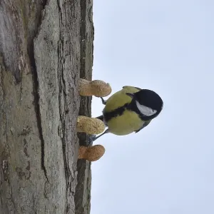 Great Tit Picks Up Peanut in Winter Print Great Tit Picks Up Peanut in Winter Print