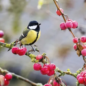 A great tit (Parus major) sits on a branch covered with red berries in an autumnal setting A great tit (Parus major) sits on a branch covered with red berries in an autumnal setting