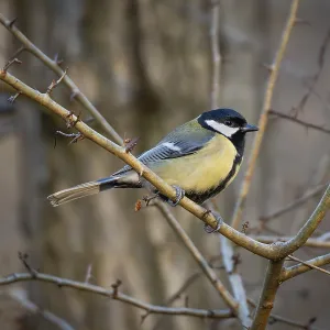Great tit (Parus major) sitting on a branch Great tit (Parus major) sitting on a branch