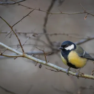 Great tit (Parus major) sitting on a branch in the forest Great tit (Parus major) sitting on a branch in the forest