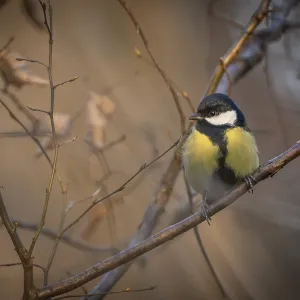 Great tit (Parus major) sitting on a branch in the forest in the evening light Great tit (Parus major) sitting on a branch in the forest in the evening light