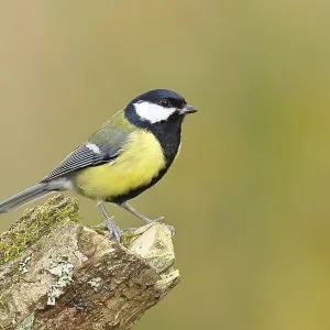 Great tit (Parus major) sitting on moss-covered dead wood