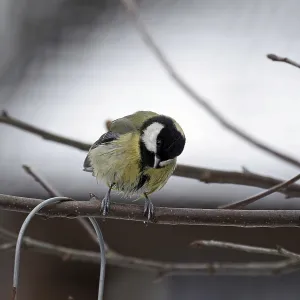 Great tit (Parus major), twig, winter Great tit (Parus major), twig, winter