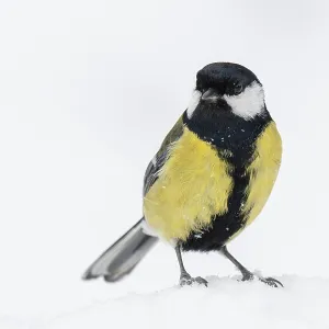 Great tit (Parus major) at the winter feeding site in the snow
