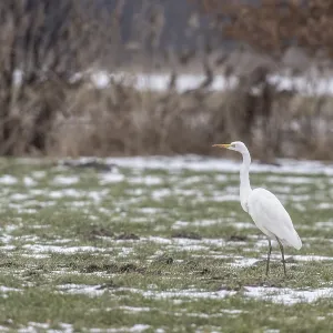 Great White Egret Print, Lower Saxony, Germany