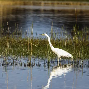 Great White Egret, Ardea alba, bird in hunting on marshes
