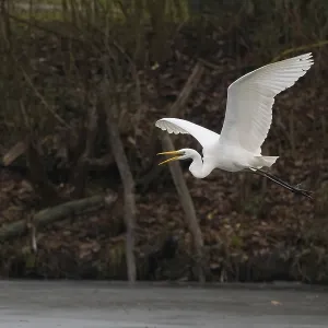 A Great White Egret (Ardea alba) flying over ice-covered water