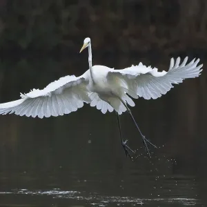 Great White Egret (Ardea alba) flying just above a body of water with outstretched wings Great White Egret (Ardea alba) flying just above a body of water with outstretched wings