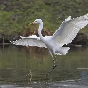 A Great White Egret (Ardea alba) landing elegantly on the water