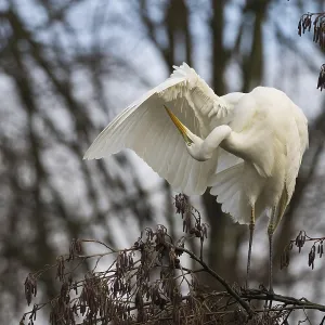 Great White Egret (Ardea alba) sitting in a tree and grooming its feathers in a quiet environment Great White Egret (Ardea alba) sitting in a tree and grooming its feathers in a quiet environment