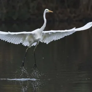 Great White Egret (Ardea alba) taking off from the water with large Great White Egret (Ardea alba) taking off from the water with large