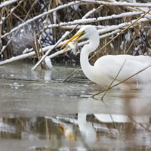 Great White Egret (Egretta alba) Germany