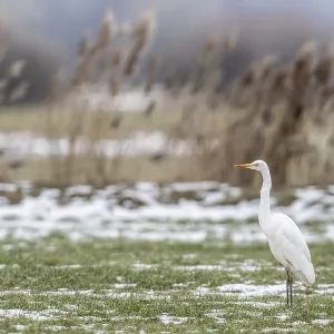 Great White Egret Print, Lower Saxony, Germany