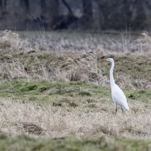 Great White Egret Print, Lower Saxony, Germany