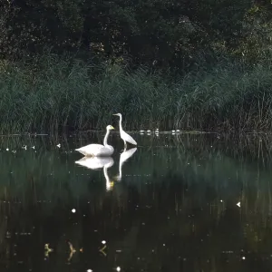 Great White Egret and Whooper Swan Great White Egret and Whooper Swan