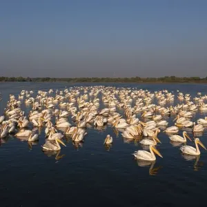 Great white pelican (Pelecanus onocrotalus) Great white pelican (Pelecanus onocrotalus)