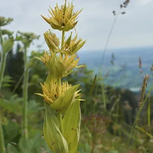 Great yellow gentian (Gentiana lutea)