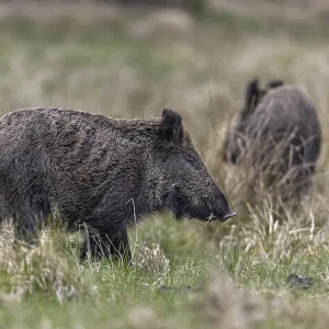 There is no greater compliment for a wildlife photographer than completely relaxed animals in front of the camera There is no greater compliment for a wildlife photographer than completely relaxed animals in front of the camera