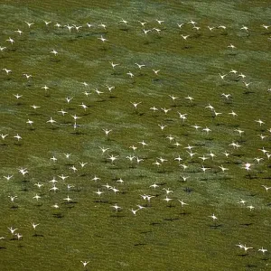 Greater Flamingos (Phoenicopterus roseus) Greater Flamingos (Phoenicopterus roseus)
