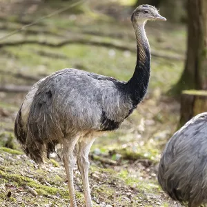 Greater rhea or American rhea (Rhea americana) standing in a forest