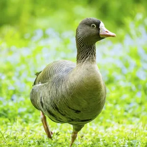 Greater white-fronted goose (Anser albifrons) standing on a meadow
