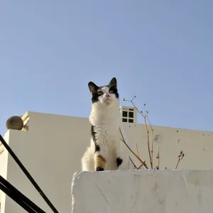 Greek cat, felis catus, Greece Greek cat, felis catus, Greece
