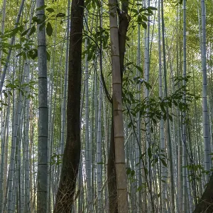 Green bamboo poles in dense forest with scattered trees