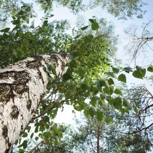 Green birch in a forest on a blue sky background