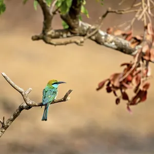 Green bird on a branch next to dry leaves with natural background Green bird on a branch next to dry leaves with natural background