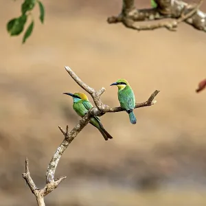 Two green birds sitting next to each other on a branch in a natural environment Two green birds sitting next to each other on a branch in a natural environment