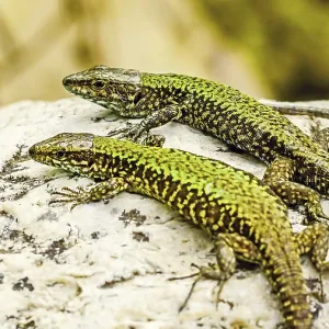 Two green and brown Podarcis Siculus lizards resting on a sunlit rock in the Italian Lazio region Two green and brown Podarcis Siculus lizards resting on a sunlit rock in the Italian Lazio region