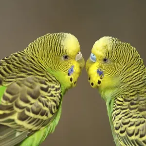 Green budgerigars (Melopsittacus undulatus) Green budgerigars (Melopsittacus undulatus)