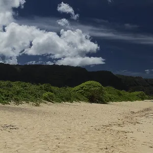 Green bush on top of a sand dune overlooked by mountain