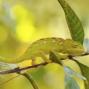 Green Chameleon (Chamaeleonidae), camouflaged