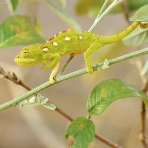 Green Chameleon (Chamaeleonidae) perched on a branch