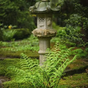 Green fern and lantern in Japanese garden