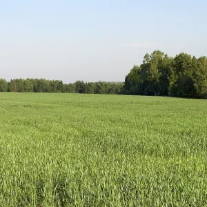 Green field at forest background, sunny summer day
