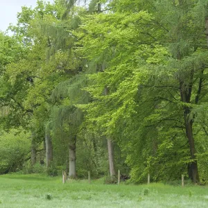 Green forest with dense, diverse trees and a peaceful atmosphere