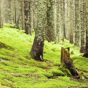 Green forest with old trees with lichen and moss Green forest with old trees with lichen and moss