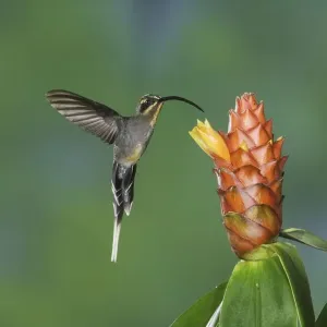 Green Hermit (Phaethornis guy)