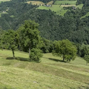 Green hillside meadow with individual trees and views of the valley