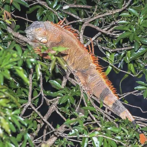 Green Iguana (Iguana Iguana), La Fortuna