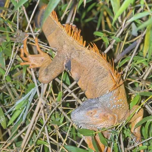 Green Iguana (Iguana Iguana), La Fortuna