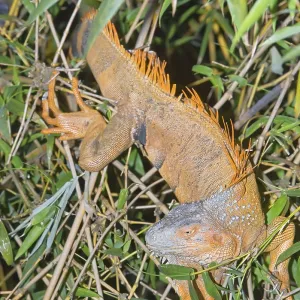 Green Iguana (Iguana Iguana), La Fortuna