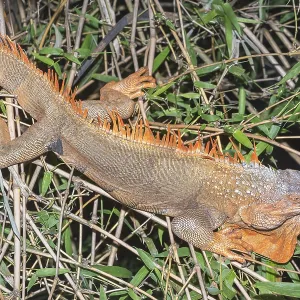 Green Iguana (Iguana Iguana), La Fortuna