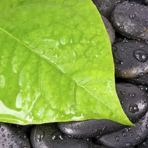 Green leaf and zen stones after rain